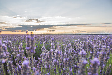Naklejka premium Brihuega, Campos de lavanda