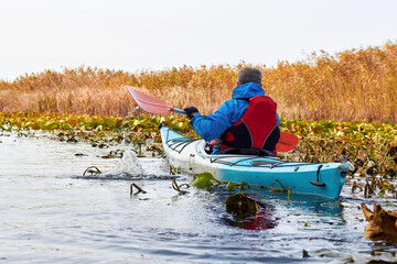 Rear view of man paddle in blue kayak in river among the autumn water lilies