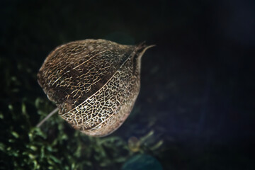 Dried Physalis flower skeleton on moss close-up 