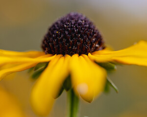 close-up of cone flower