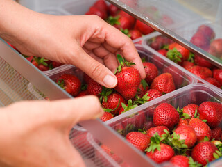 A woman hands taking organic red strawberry out of a container in a fridge