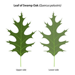 Leaf of Swamp Oak (Quercus palustris)