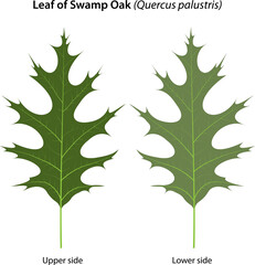 Leaf of Swamp Oak (Quercus palustris)