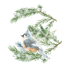 Watercolor christmas animal composition set. Bird in pine branches ,poinsettia, holly berry, winter forest plants, flora. Bouquet,frame, greeting card, poster, gift,sticker, printable, postcard, diy