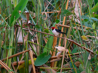 Red-capped Cardinal perched in the reeds