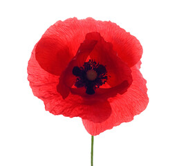 Single poppy with transparent background (png image)