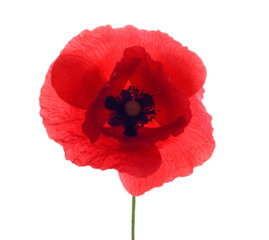 Single poppy with transparent background (png image)