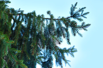 Naklejka premium green branches of spruce, evergreen coniferous plant, ornamental tree care, natural park for lovers of tourism, concept of recreation, beauty of nature, wallpapers, banner