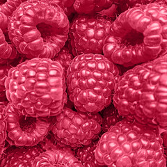 Background with Fresh raspberries toned in Color of the year 2023 viva magenta. Trendy colors concept, mockup with copy space