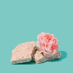 Pink flower on a concrete slab. Natural and artificial contrast background. Soft, hard conceptual template.