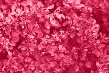 Obraz na płótnie Canvas Viva magenta color leaf texture, nature monochrom background. Color of the year 2023