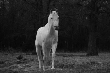 Young white paint horse in dramatic dark background on Texas ranch during winter season outdoors.