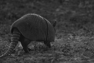 Nine-banded armadillo walking away in black and white.