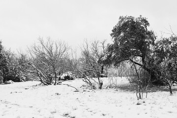 Texas winter season with snow in rural landscape.