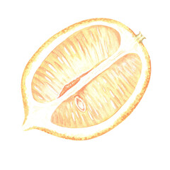 Longitudinally cut lemon. Half a citrus. Watercolor illustration. Isolated on a white background. For your design stickers, nature prints, product packaging with citrus acid or scent
