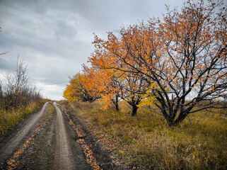 Obraz premium road along the autumn forest. High quality photo