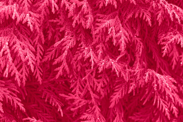 Viva magenta color leaf texture, nature monochrom background. Color of the year 2023
