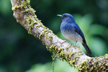 White bellied blue flycatcher perching on a tree branch