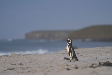 Magellanic Penguin (Spheniscus magellanicus) heading to the beach to go to sea from the coast of...