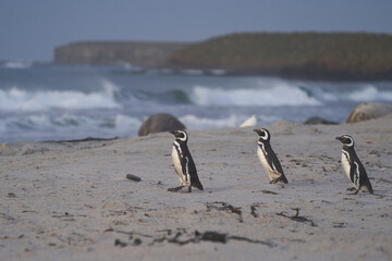 Magellanic Penguin (Spheniscus magellanicus) heading to the beach to go to sea from the coast of...