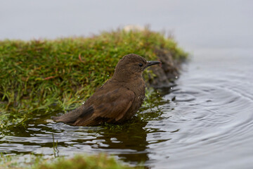Tussacbird (Cinclodes antarcticus antarcticus) bathing in a pond on Sea Lion Island in the Falkland Islands.