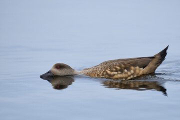 Crested Duck (Lophonetta specularioides specularioides) swimming across a pool with neck outstretched on Sea Lion Island in the Falkland Islands.