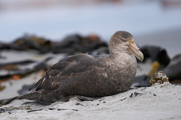 Southern Giant Petrel (Macronectes giganteus) on a sandy beach on Sea Lion Island in the Falkland Islands.