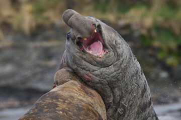 Southern Elephant Seal (Mirounga leonina) fights with a rival for control of a large harem of females during the breeding season on Sea Lion Island in the Falkland Islands.