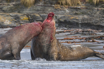 Southern Elephant Seal (Mirounga leonina) fights with a rival for control of a large harem of females during the breeding season on Sea Lion Island in the Falkland Islands.