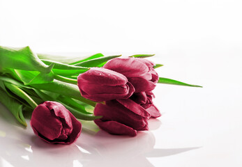 Tulip. New 2023 trending PANTONE 18-1750 Viva Magenta colour
