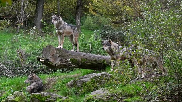Wolf pack of four Eurasian wolves / grey wolves (Canis lupus lupus) on the look-out, standing on fallen tree trunk in forest in autumn