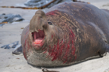 Southern Elephant Seal (Mirounga leonina) bloodied after winning a fight with a rival for control...
