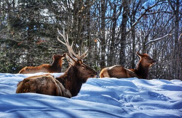 Fototapeta premium Bull elk resting in snow, Parc Omega, Quebec, Canada