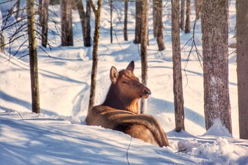 Deer in snow, Parc Omega, Quebec, Canada