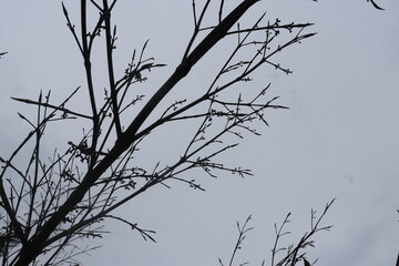 Dead and dry twigs without leaves against the background of a gray cloudy sky
