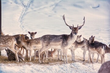 Deer in the snow, Parc Omega, Quebec, Canada