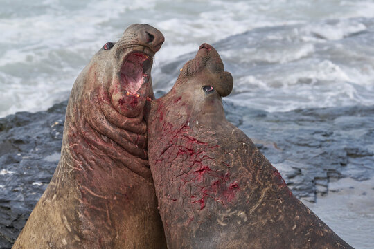 Southern Elephant Seal (Mirounga Leonina) Fights With A Rival For Control Of A Large Harem Of Females During The Breeding Season On Sea Lion Island In The Falkland Islands.