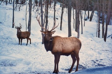 Deer in winter in Parc Omega, Quebec, Canada
