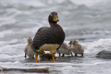 Falkland Steamer Duck (Tachyeres brachypterus) with recently hatched chicks on a sandy beach on Sea...