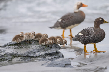 Falkland Steamer Duck (Tachyeres brachypterus) with recently hatched chicks on a sandy beach on Sea...
