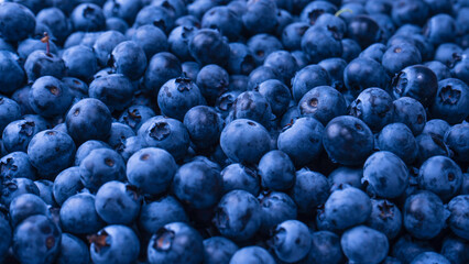 Fresh blueberry background. Texture blueberry berries close up.