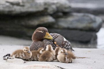 Recently hatched brood of Falkland Steamer Ducks (Tachyeres brachypterus) shelter alongside the adult female on a sandy beach on Sea Lion Island in the Falkland Islands.