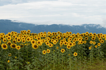 Obraz premium Sunflower in the abundance field with blue bright sky background.Beautiful sunflower in sunflower field on summer with blue sky.