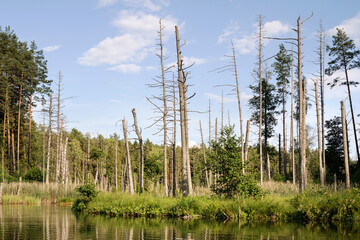Lake in the forest