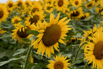Sunflower in the abundance field with blue bright sky background.Beautiful sunflower in sunflower field on summer with blue sky.