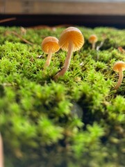 small brown mushrooms grow out of green moss