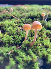 small brown mushrooms grow out of green moss