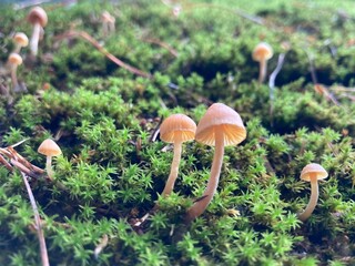 small brown mushrooms grow out of green moss