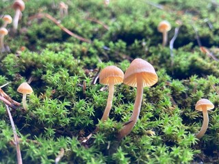 small brown mushrooms grow out of green moss