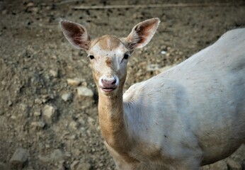 Cute little deer on the farm